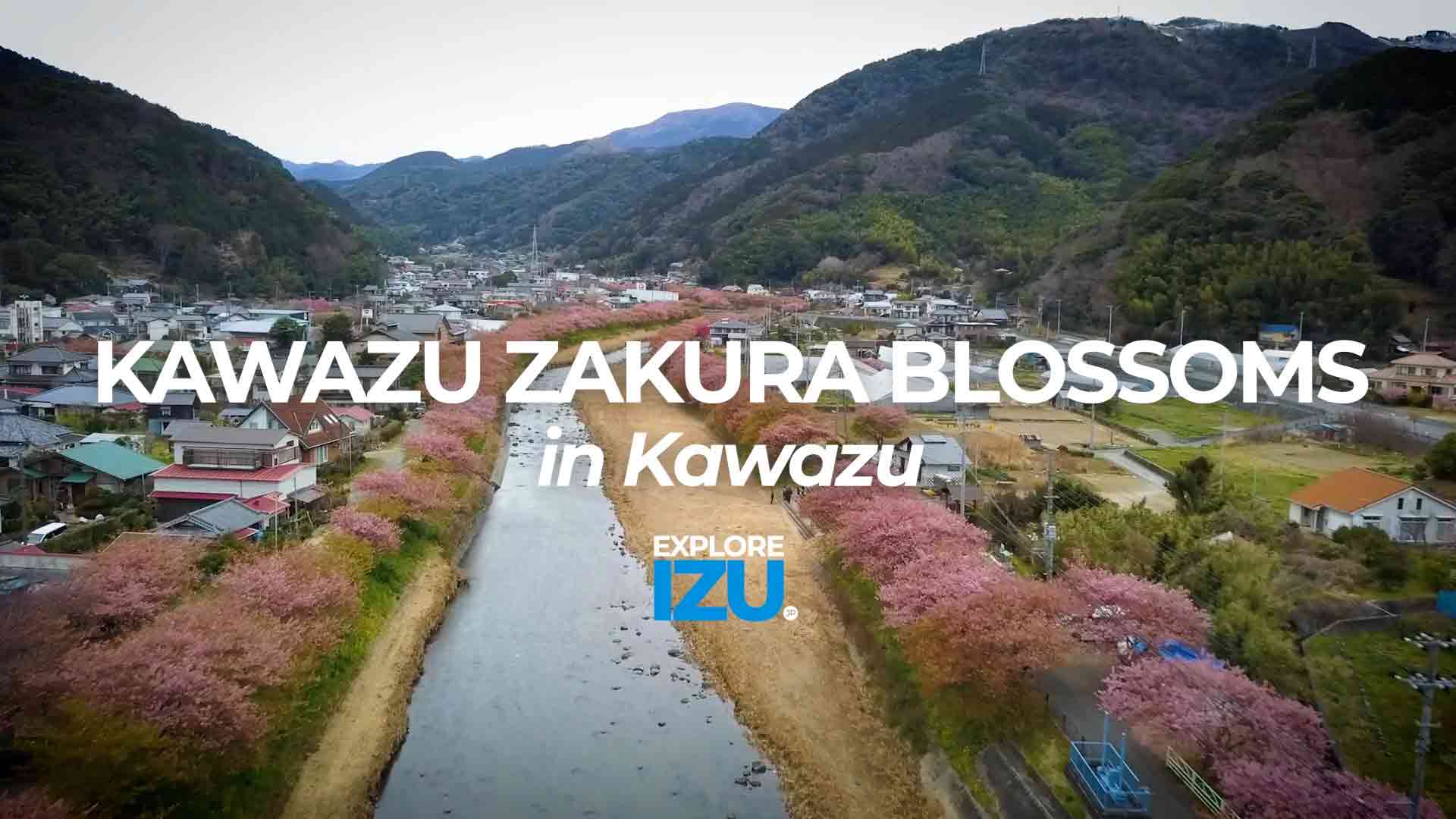 Kawazu Zakura, Izu Peninsula